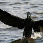 Kormoran landet auf einenm Stein...