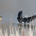 Kormoran Landung