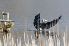 Kormoran Landung