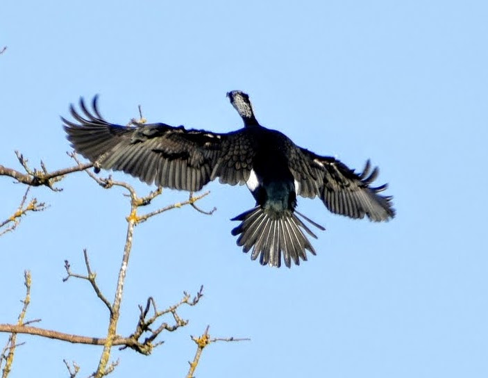 KORMORAN LANDUNG