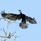 KORMORAN LANDUNG