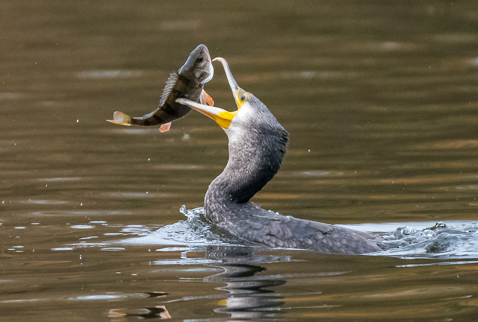 Kormoran legt sich den Fisch zurecht.