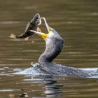 Kormoran legt sich den Fisch zurecht.