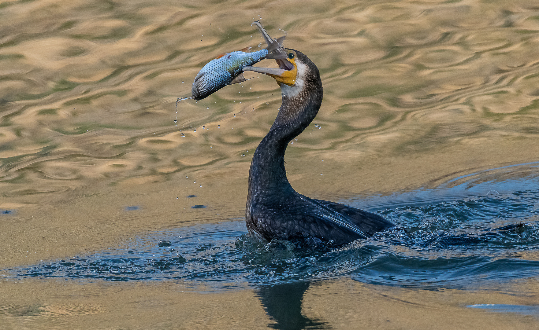 Kormoran legt sich den Fisch zurecht