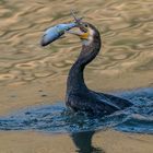 Kormoran legt sich den Fisch zurecht