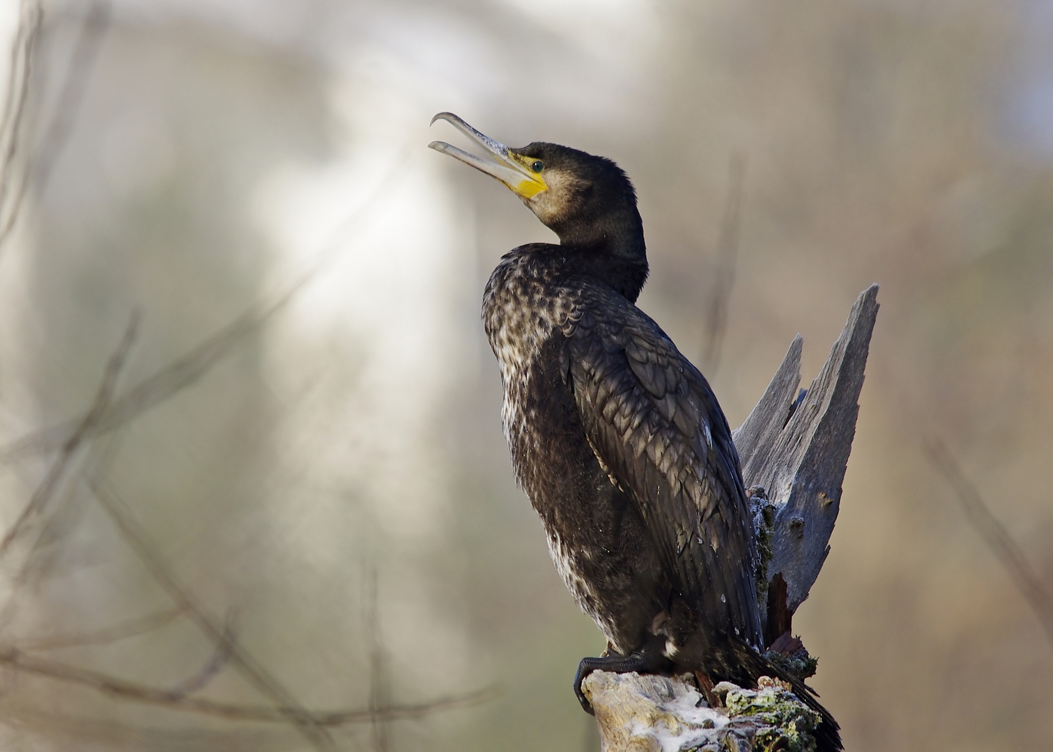 Kormoran - letztjähriger Jungvogel