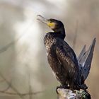 Kormoran - letztjähriger Jungvogel