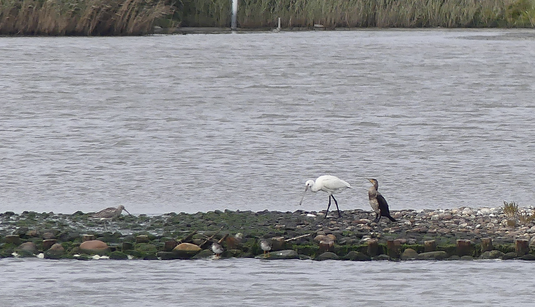 Kormoran, Löffelreiher und Watvogel...