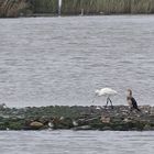 Kormoran, Löffelreiher und Watvogel...