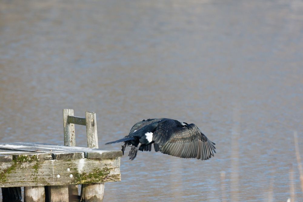 Kormoran Los...