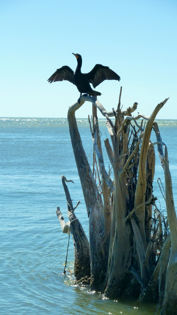 Kormoran, Lovers Key, Florida