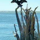 Kormoran, Lovers Key, Florida