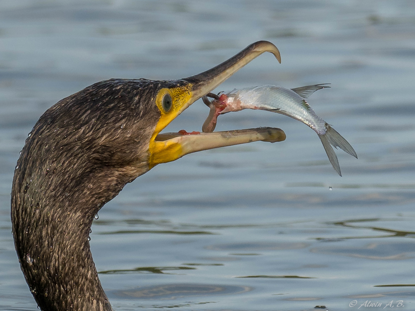 Kormoran @ lunch