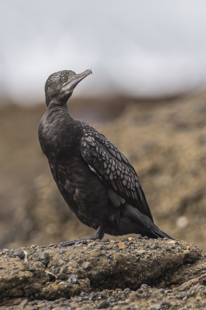 Kormoran macht Pause ...