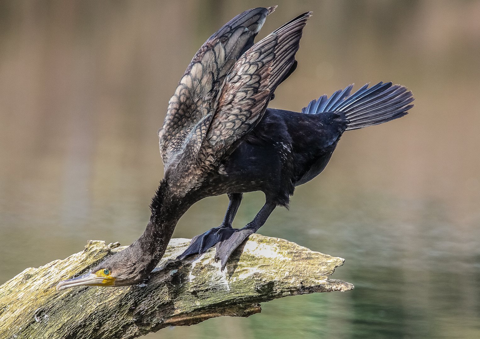 Kormoran macht sich Lang