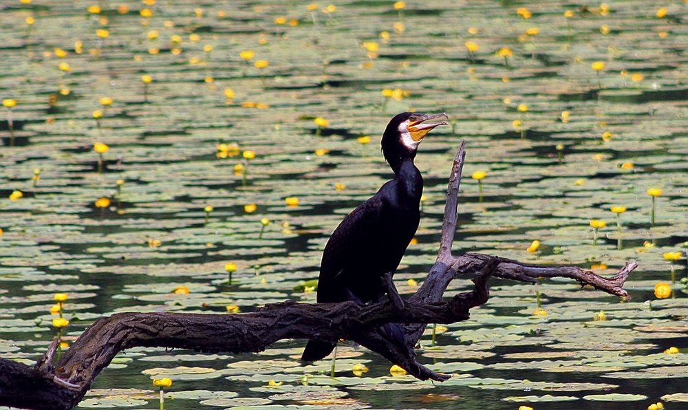 Kormoran (männlich)