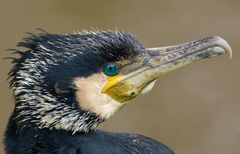 Kormoran mal ganz aus der Nähe, es war nicht einfach.........