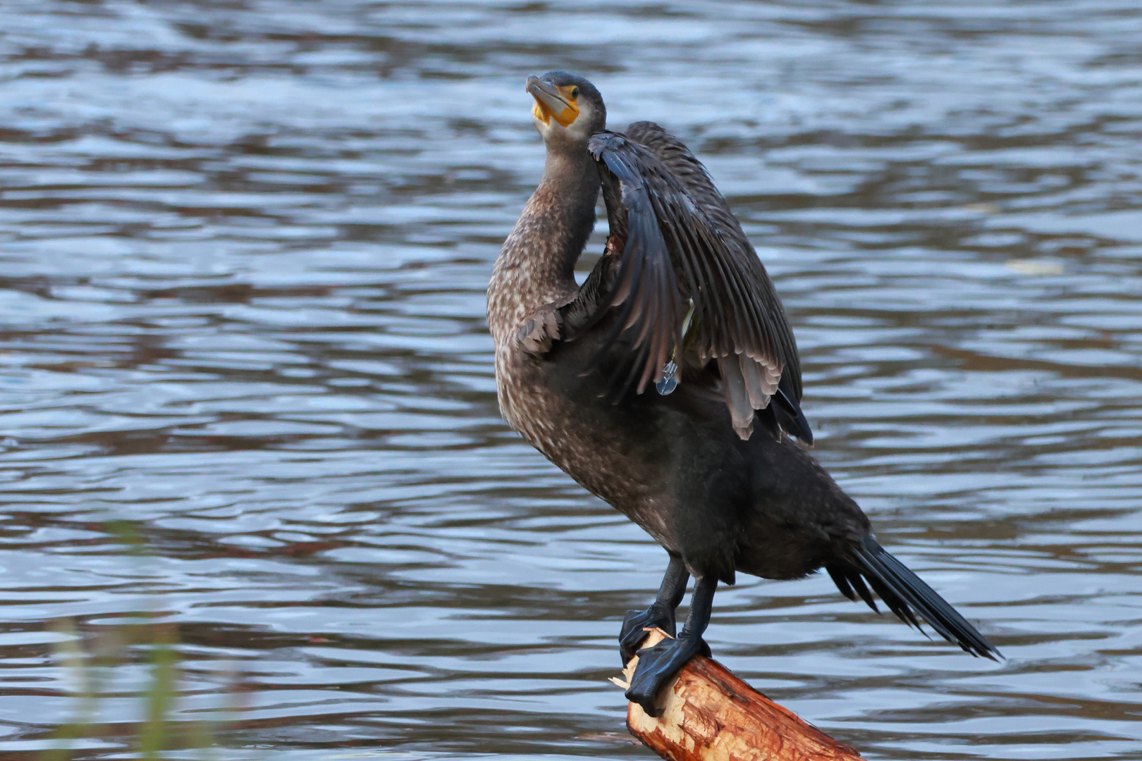 Kormoran mit Anhänger...