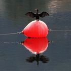 Kormoran mit ausgebreiteten Flügeln