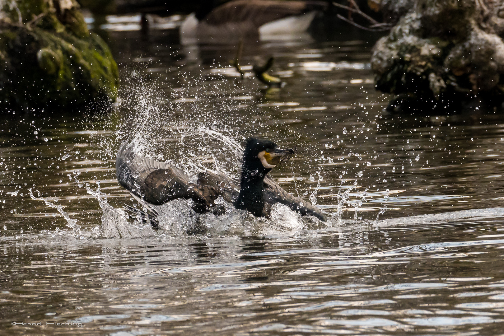 Kormoran mit Badespaß....