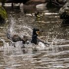 Kormoran mit Badespaß....