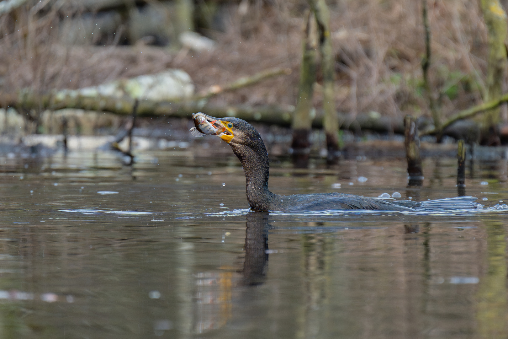 Kormoran mit Barsch