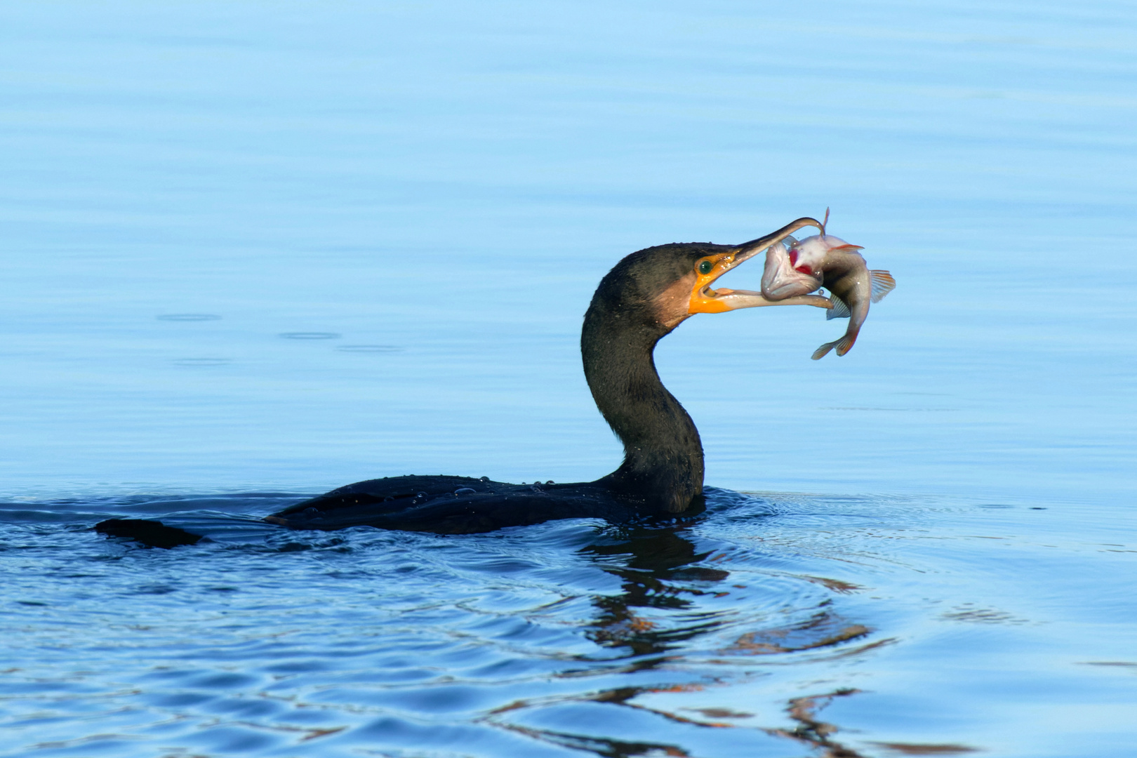 Kormoran mit Barsch