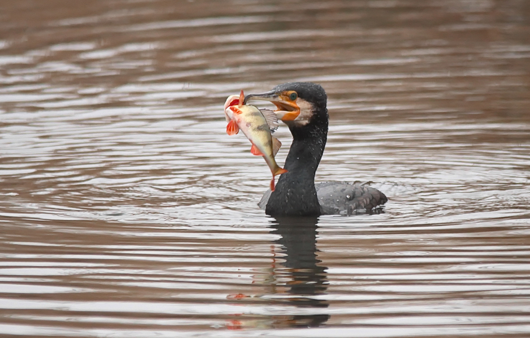 Kormoran mit Barsch