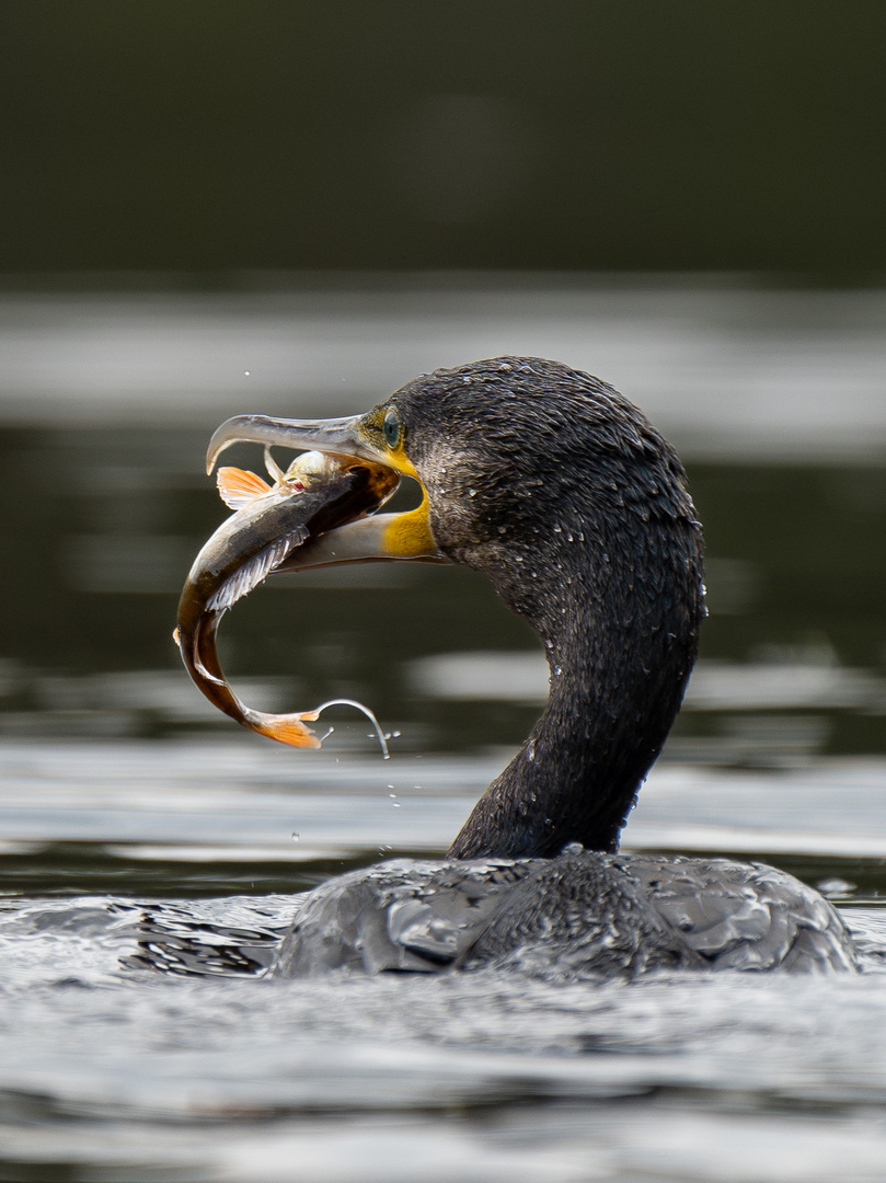 Kormoran mit Barsch