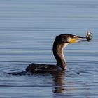 Kormoran mit Barsch im Schnabel