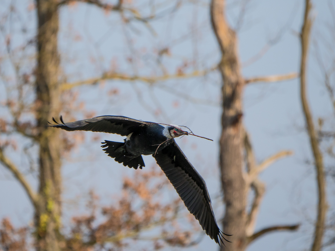 Kormoran mit Baumaterial