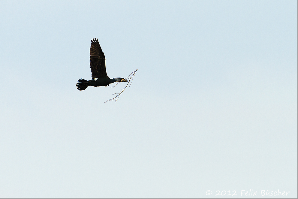 Kormoran mit Baumaterial