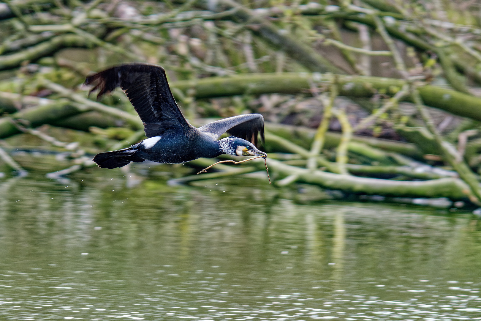 Kormoran mit Baumaterial fürs Nest