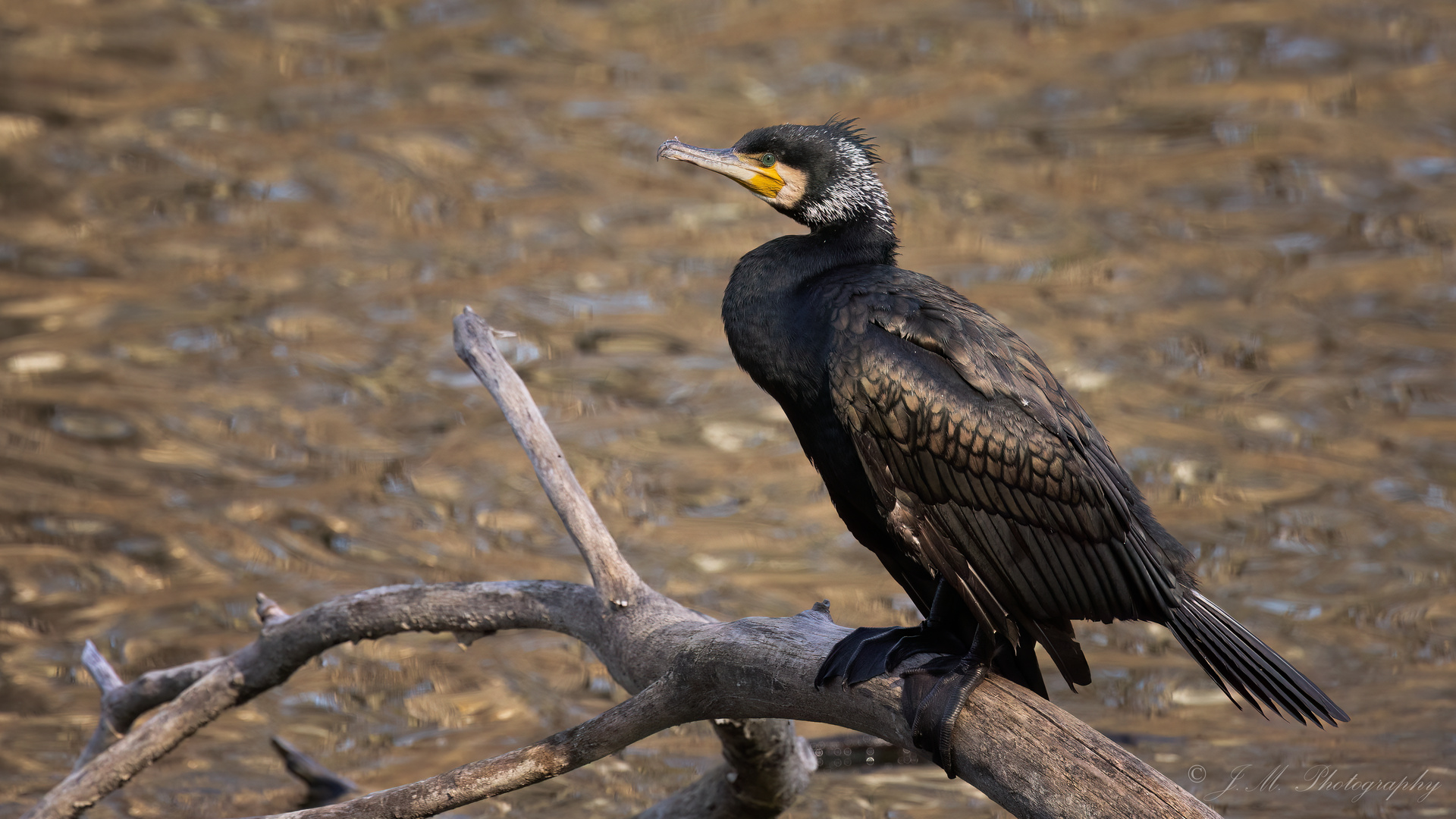 Kormoran mit beginnendem Prachtkleid