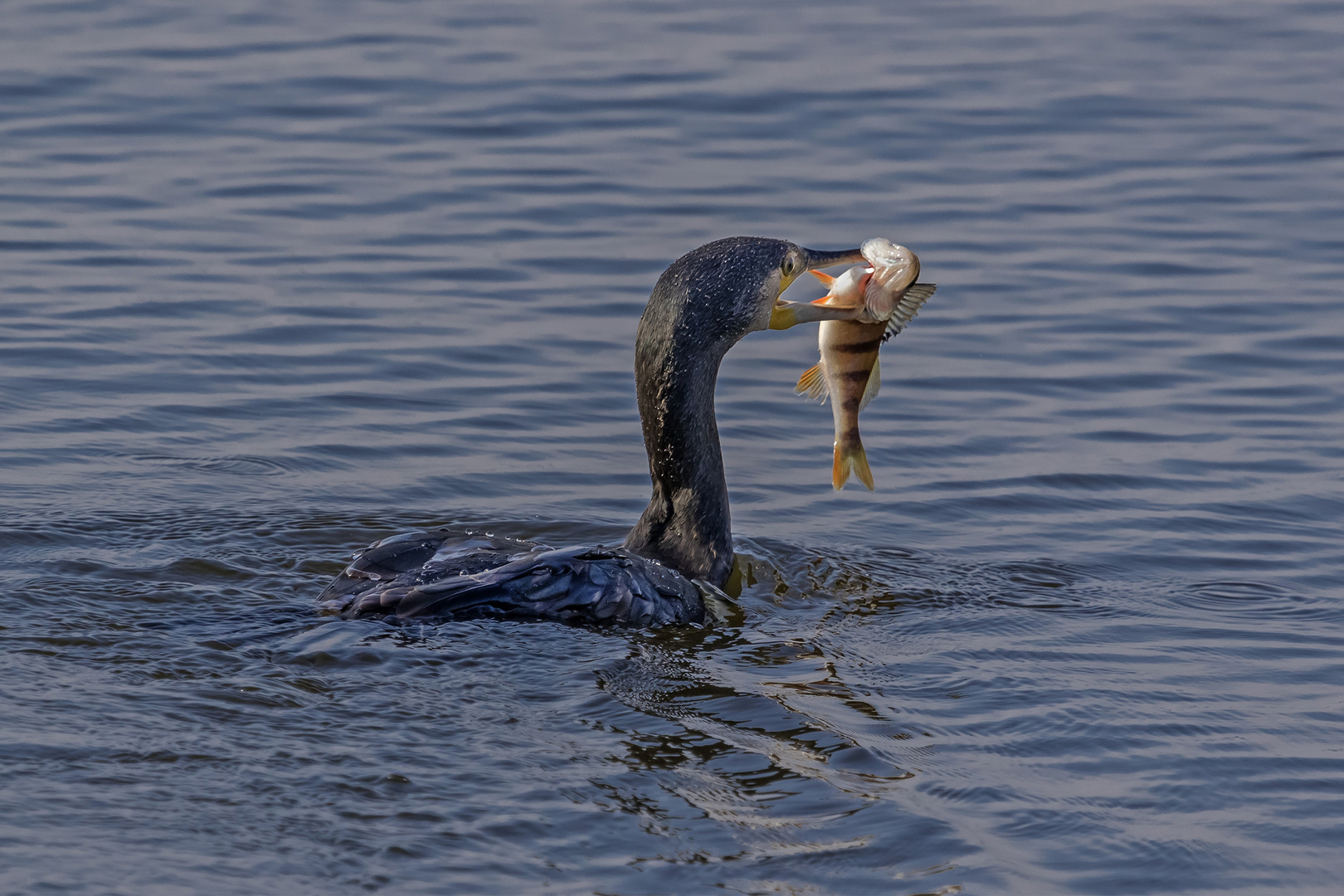 Kormoran mit Beute