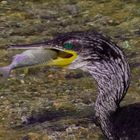 Kormoran mit Beute 