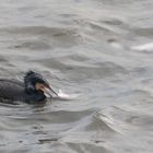 Kormoran mit Beute