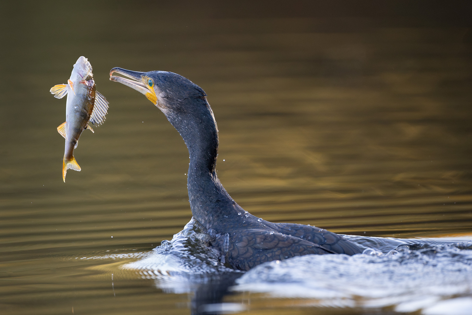 Kormoran mit Beute