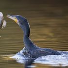 Kormoran mit Beute