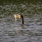  Kormoran mit Beute