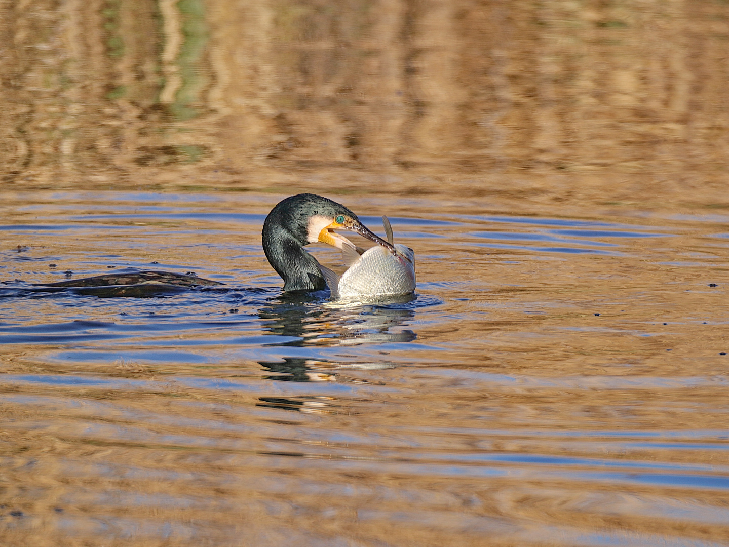 Kormoran mit Beute