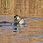 Kormoran mit Beute