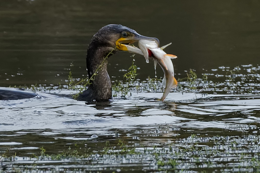 Kormoran mit Beute