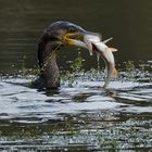 Kormoran mit Beute