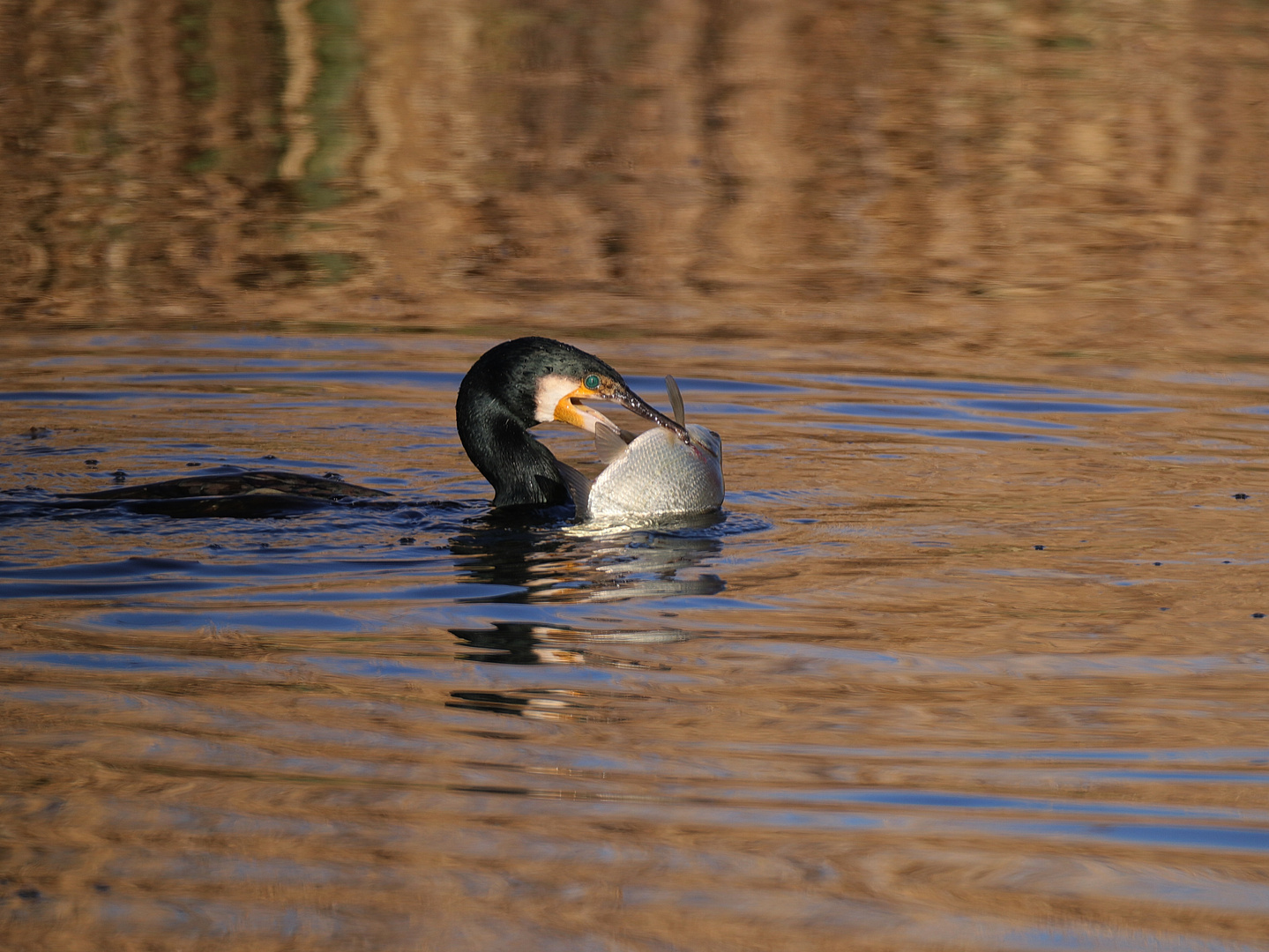 Kormoran mit Blei