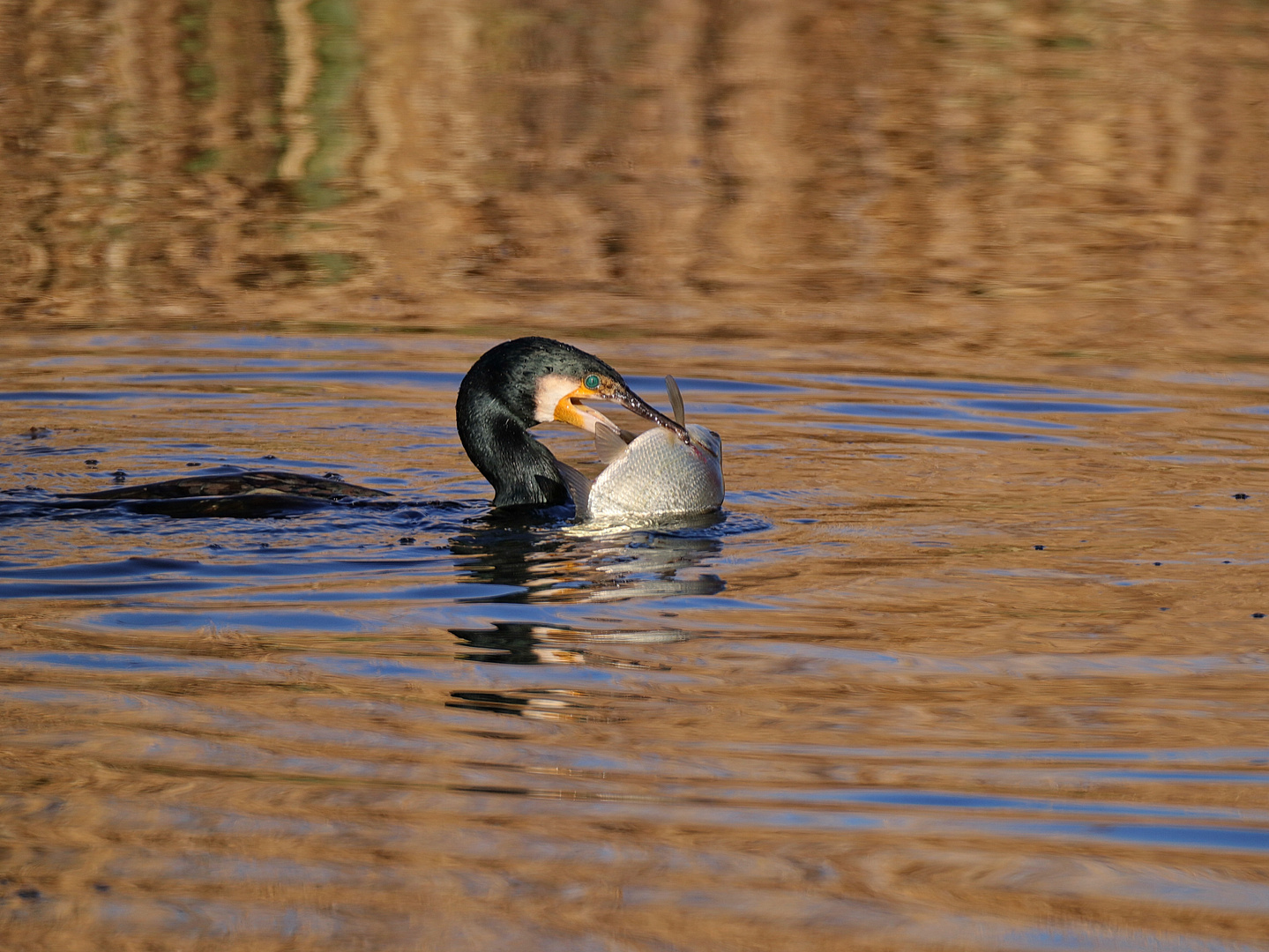 Kormoran mit Blei