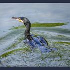 Kormoran mit Bugwelle