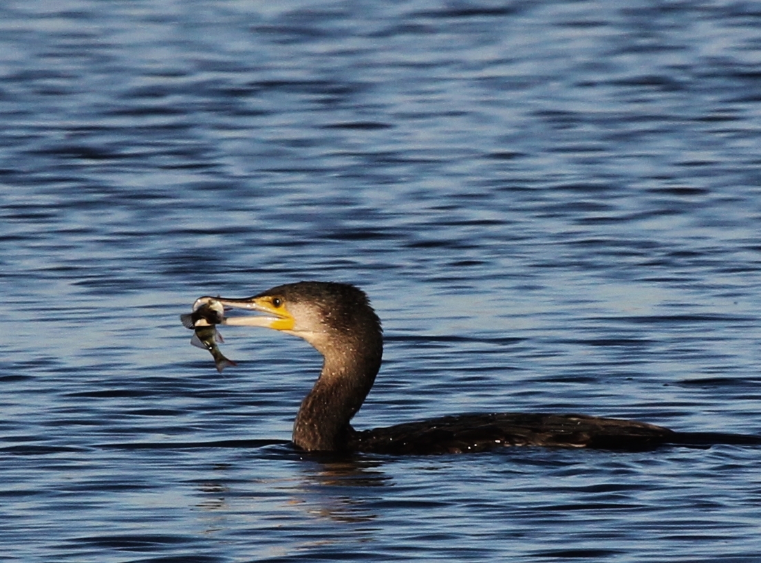 Kormoran mit einen Barsch im Schnabel