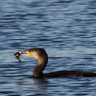 Kormoran mit einen Barsch im Schnabel