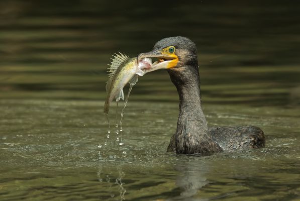 Kormoran mit erbeutetem Fisch.